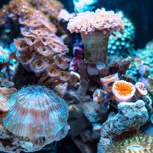 coral living