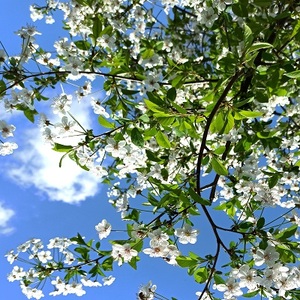 spring blossoms leaves