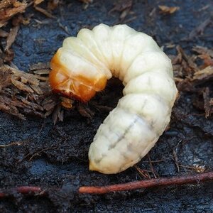 wax worm larva