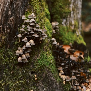 fungi tree