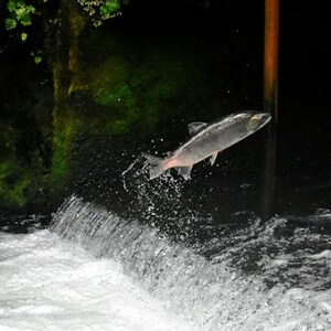 salmon jumping stream