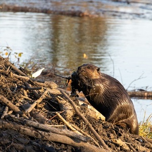 beaver dam