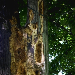 termite tree damage wood