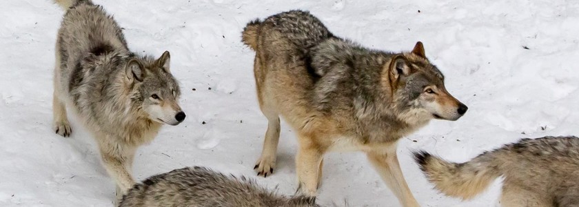 Wildlife Wednesdays: Pets and Coyote Mating Season | weatherology°